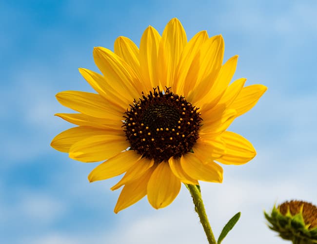 A healthy sunflower illustrates PlusChem's expertise in the Agrochemical industry