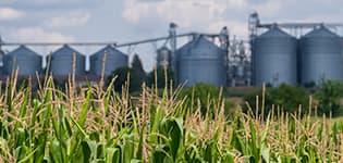Corn field with silos in the background illustrates PlusChem's expertise in the Food and Feed industry