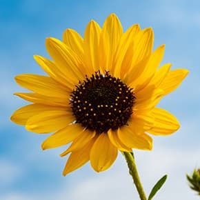 A healthy sunflower illustrates PlusChem's expertise in the Agrochemical industry